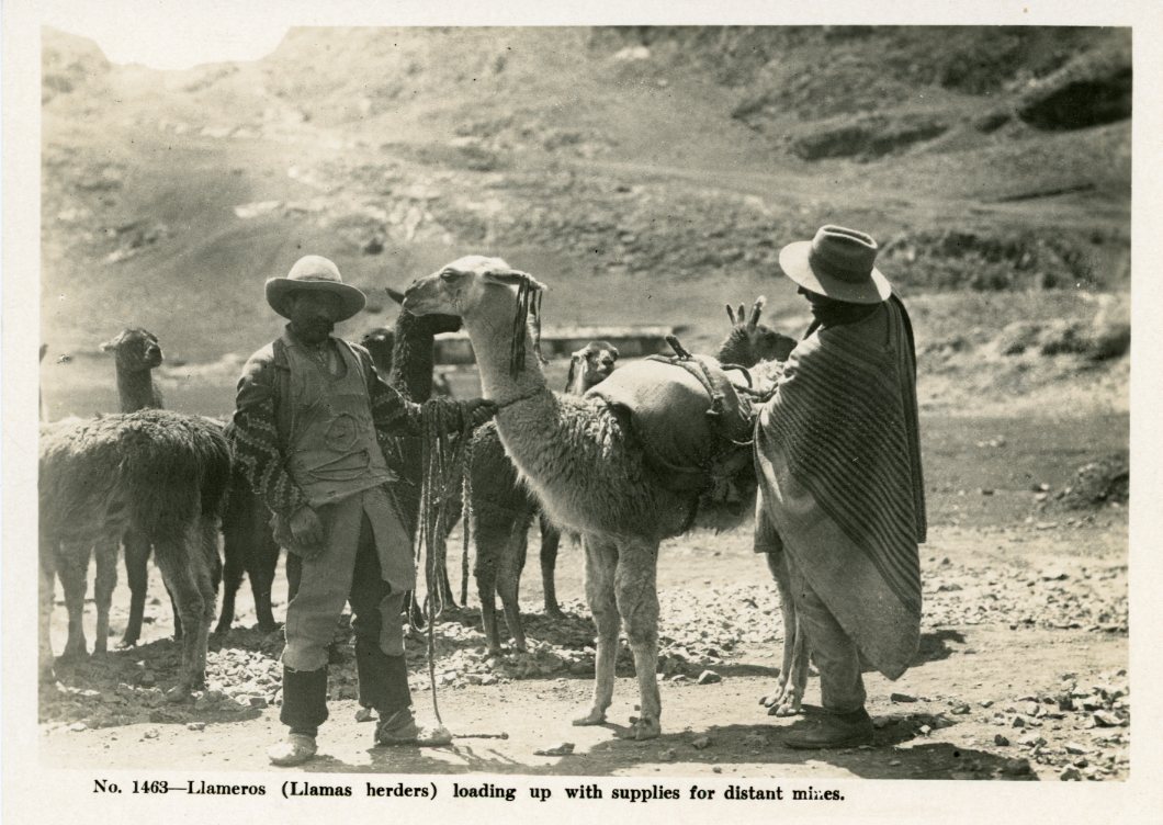 Peru Llamas Herders Loading Supplies for Mines