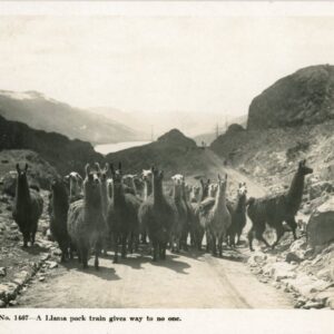 Peru Llama Pack Train in Andes