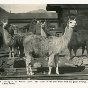 Peru Andean Camel herd leader Llama