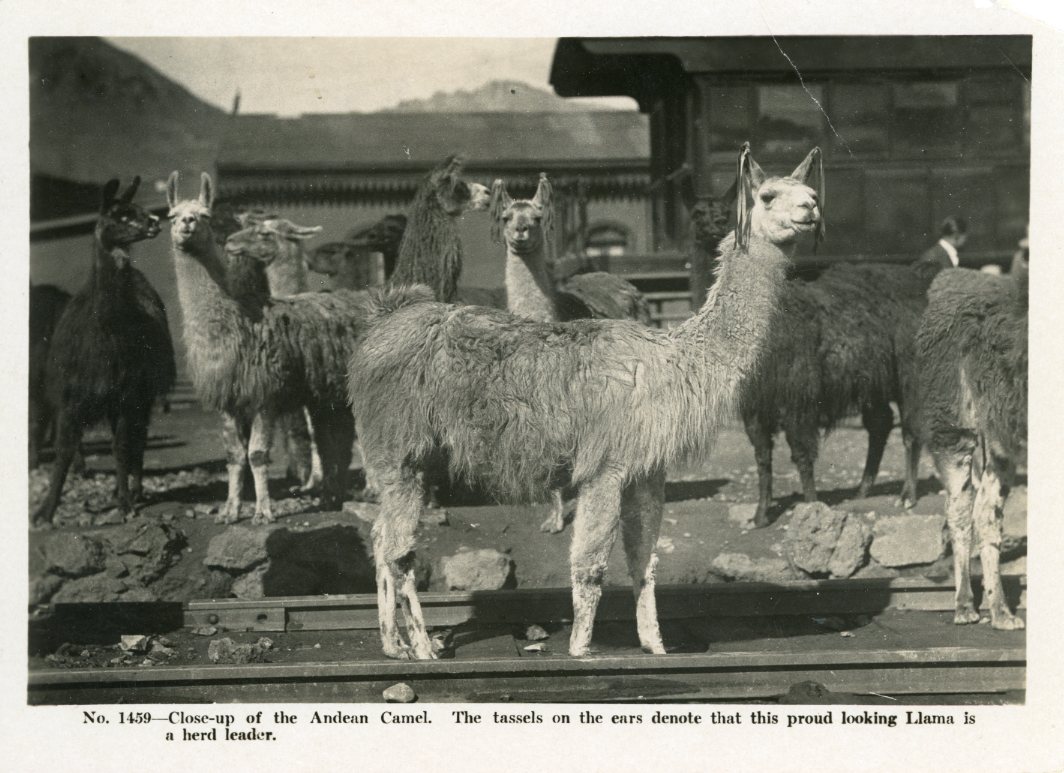 Peru Andean Camel herd leader Llama
