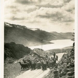 Peru Llama Herd approaching Morococha