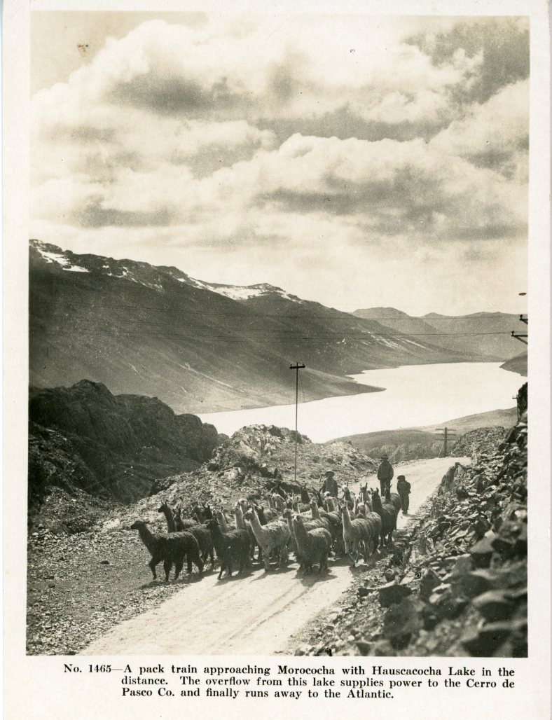 Peru Llama Herd approaching Morococha
