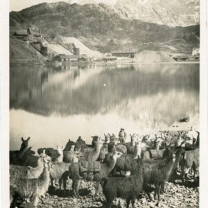 Peru Yanasinga Mountain Morococha Lake Llamas