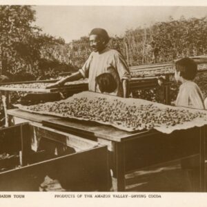 Brazil Amazon Valley Drying Cocoa