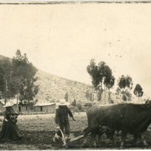 Peru Cusco Sicuani Ploughing Field
