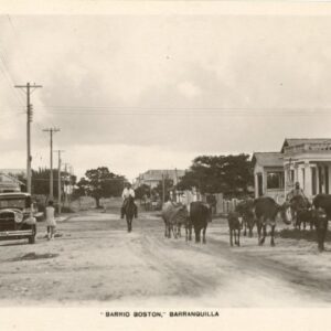 Colombia Barranquilla Boston Cattles on Street