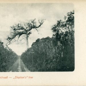 Colombia Panama Railroad Stephen's Tree
