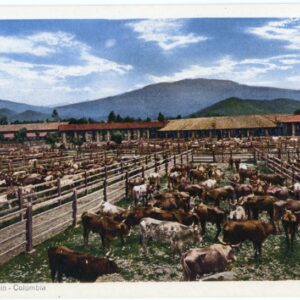 Colombia Medellin Feria Cattles