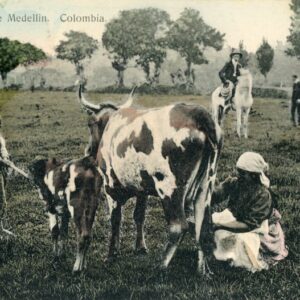 Colombia Medellin Farmers Milking Cow