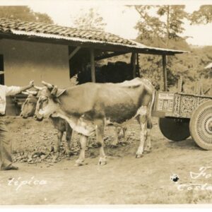 Costa Rica Typical Ox Cart photocard