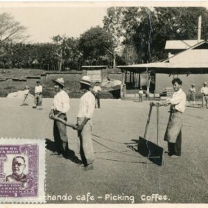 Costa Rica San Jose Harvesting Coffee used in El Salvador