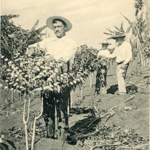 Costa Rica Pruning Coffee