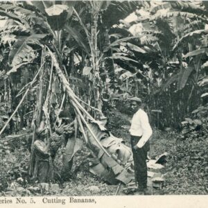 Costa Rica Grecia Cutting Bananas 1911 to Luxembourg