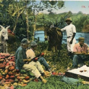 Costa Rica Shelling Cocoa 1924 to Netherlands