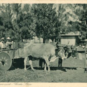 Costa Rica Ox Cart by San Jose Gran Hotel to USA