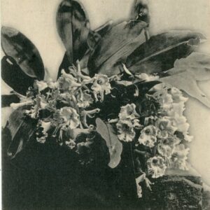 Costa Rica Orchids 1906 to Goteborg Sweden