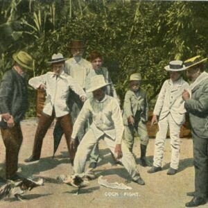 Cuba Cock Fight