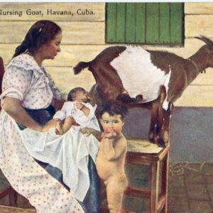 Cuba Havana Nursing Goat