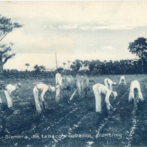 Cuba Tobacco Planting