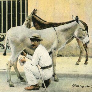 Cuba Milking the Burras Donkey