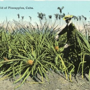 Cuba Pineapples Field