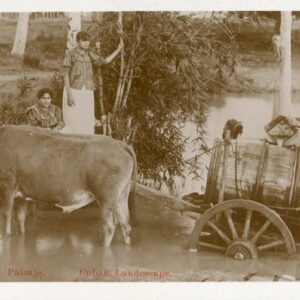Cuba Ox Watercart in River photocard