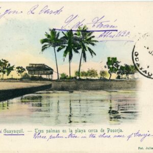 Ecuador Guayaquil Posorja Palm Trees 1906 to USA