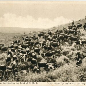 Palestine Beth Alpha Beit Alpha Cattle Herd