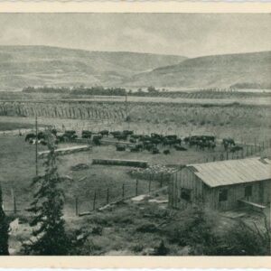 Palestine Cattle on a Pasture Ground