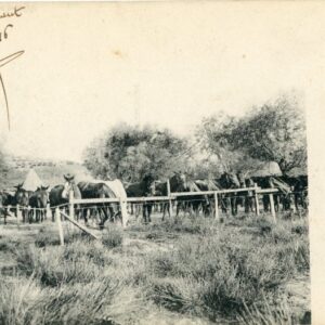 Greece Moudros Horse Paddock 1916