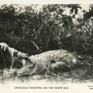 Sudan Crocodile Shooting on the White Nile