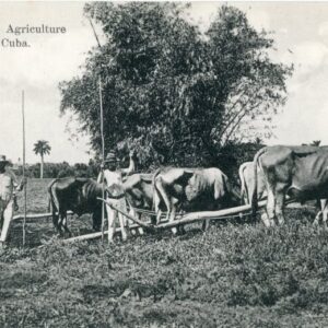 Cuba Primitive Agriculture