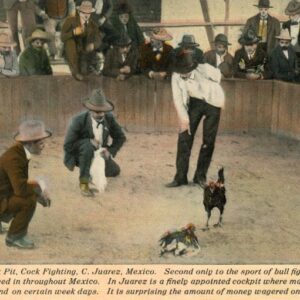 Mexico Ciudad Juárez Cock Fighting Cock Pit