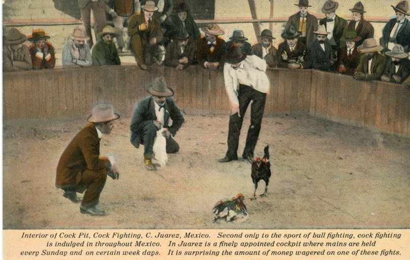 Mexico Ciudad Juárez Cock Fighting Cock Pit