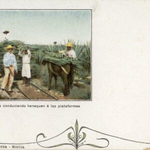 Mexico Indigenous people transporting Henequen