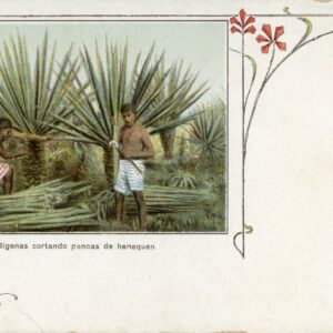 Mexico Indigenous people cutting Henequen leaves
