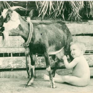 Cuba Nursing Goat 1909 to Clipston