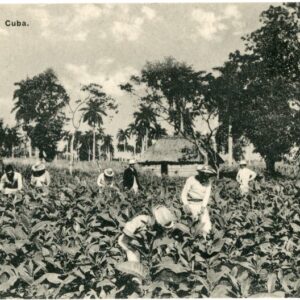 Cuba Tobacco Fields to Anvers