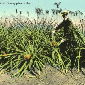 Cuba Pineapples Field 1912 to USA