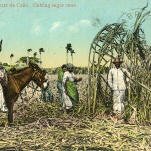 Cuba Cutting Sugar Cane 1913 El Gabriel to Poole
