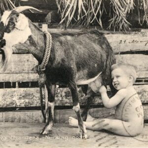 Cuba Nursing Goat 1909 to France