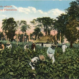 Cuba Tobacco Plantation 1917 to USA