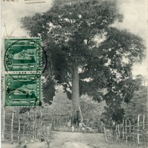 Santiago de Cuba Surrender Tree 1904 to Germany