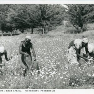 Kenya Gathering Pyrethrum plant
