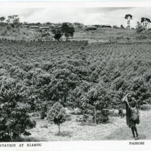 Kenya Coffee Plantation at Kiambu