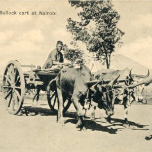 Kenya Bullock Cart at Nairobi 1903