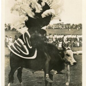 Kenya Kavirondo Riding Ox