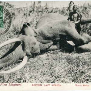 Kenya BEA Dead Elephant 1919 to Berne