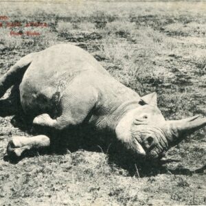 Kenya BEA Dead Rhino OAS to Sheffield
