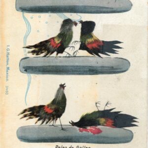 Mexico Cockfight 1907 to USA